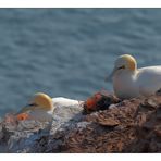 Basstölpel auf Helgoland...