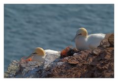 Basstölpel auf Helgoland...