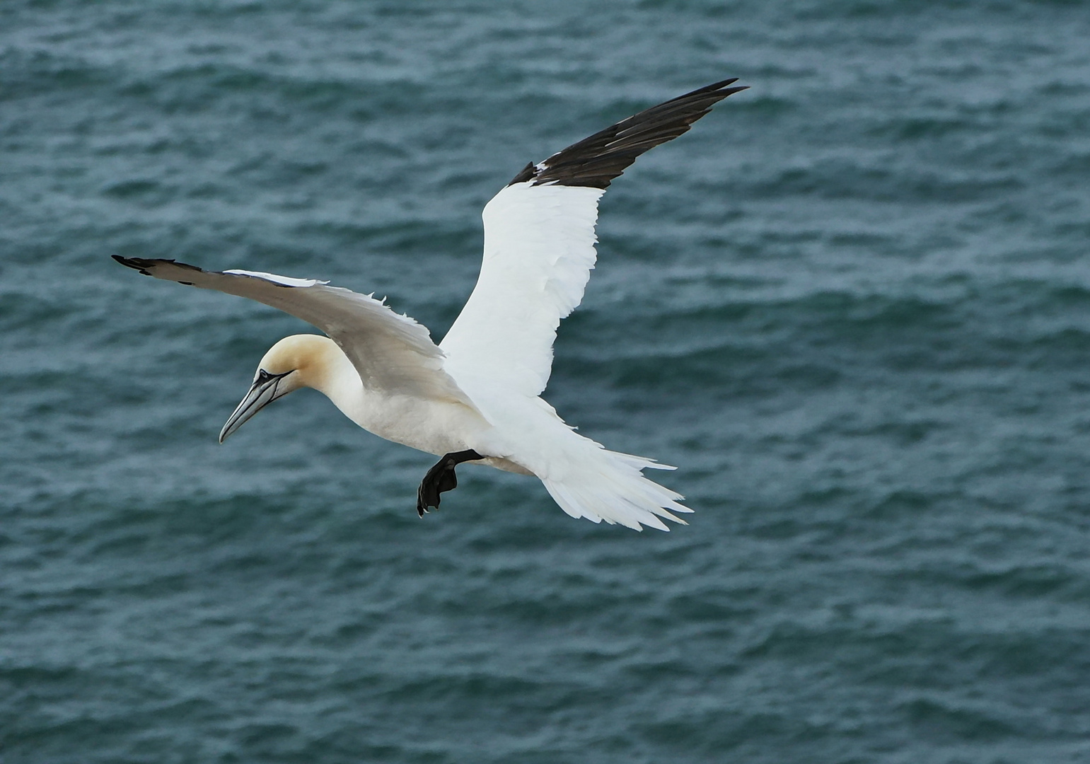 Basstölpel auf Helgoland