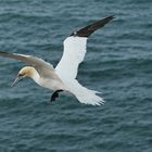 Basstölpel auf Helgoland