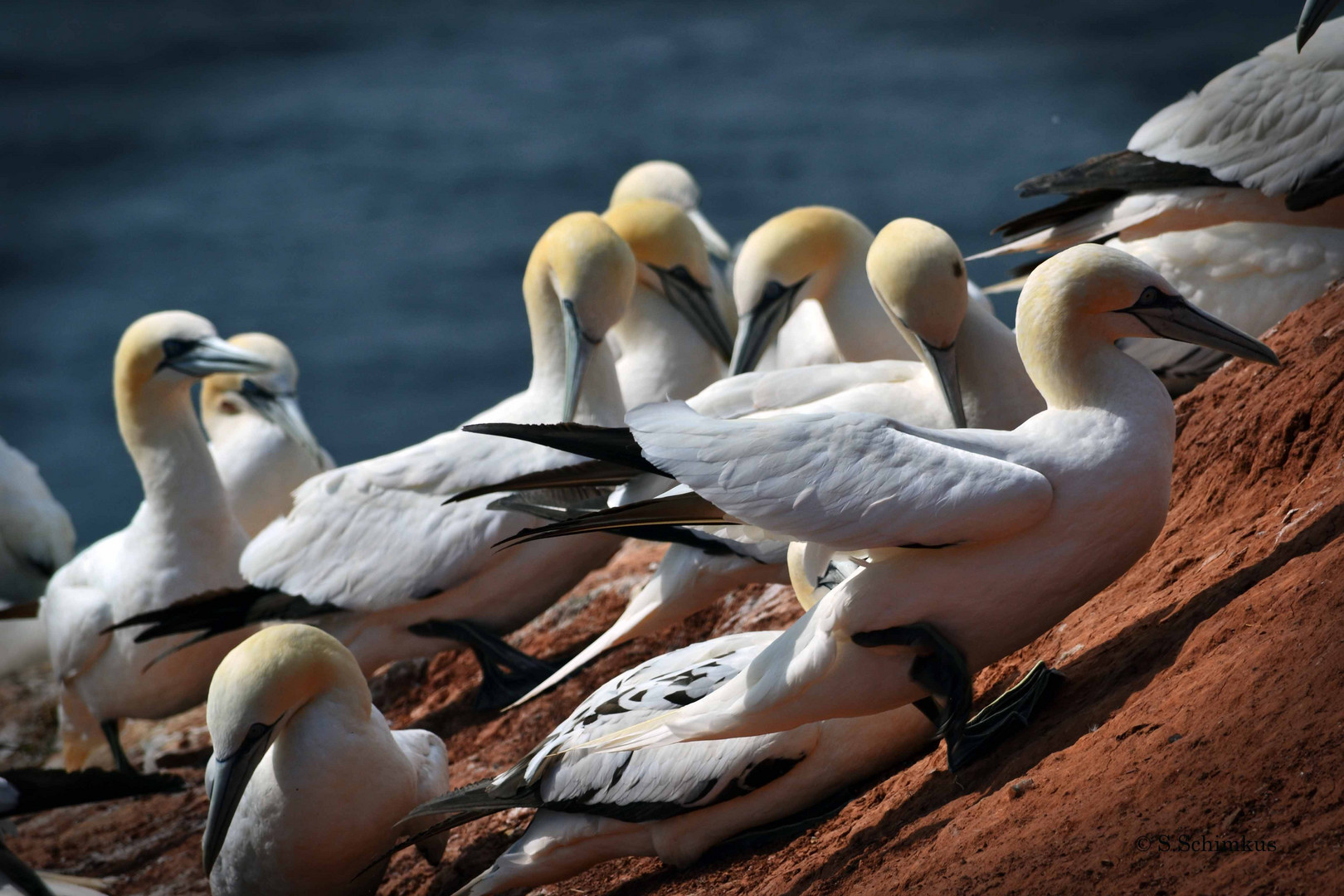 Basstölpel auf Helgoland