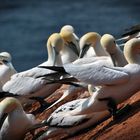 Basstölpel auf Helgoland