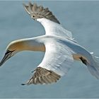 Baßtölpel auf Helgoland