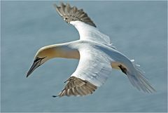 Baßtölpel auf Helgoland