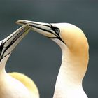 Basstölpel auf Helgoland 5.6.05