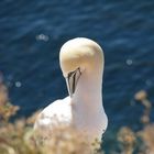 Basstölpel auf Helgoland