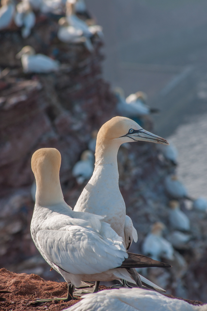 basstölpel  auf helgoland