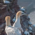 basstölpel  auf helgoland