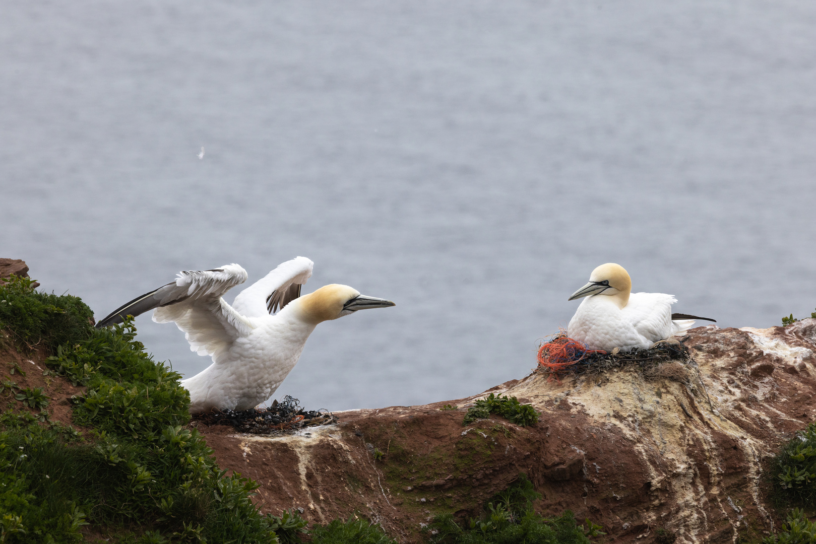 Basstölpel auf Helgoland