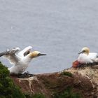 Basstölpel auf Helgoland