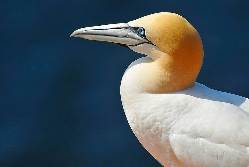 Basstölpel auf Helgoland