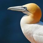 Basstölpel auf Helgoland