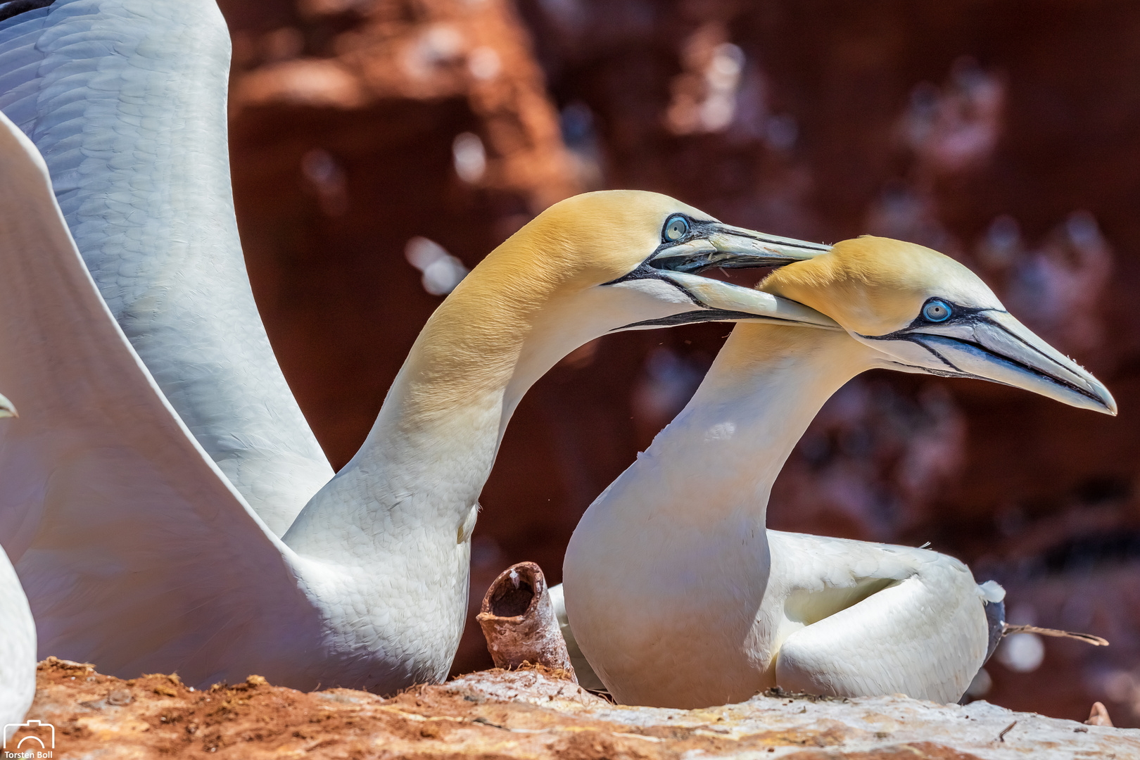 Basstölpel auf Helgoland