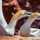 Basstölpel auf Helgoland