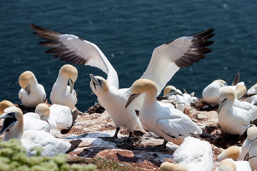 Basstölpel auf Helgoland