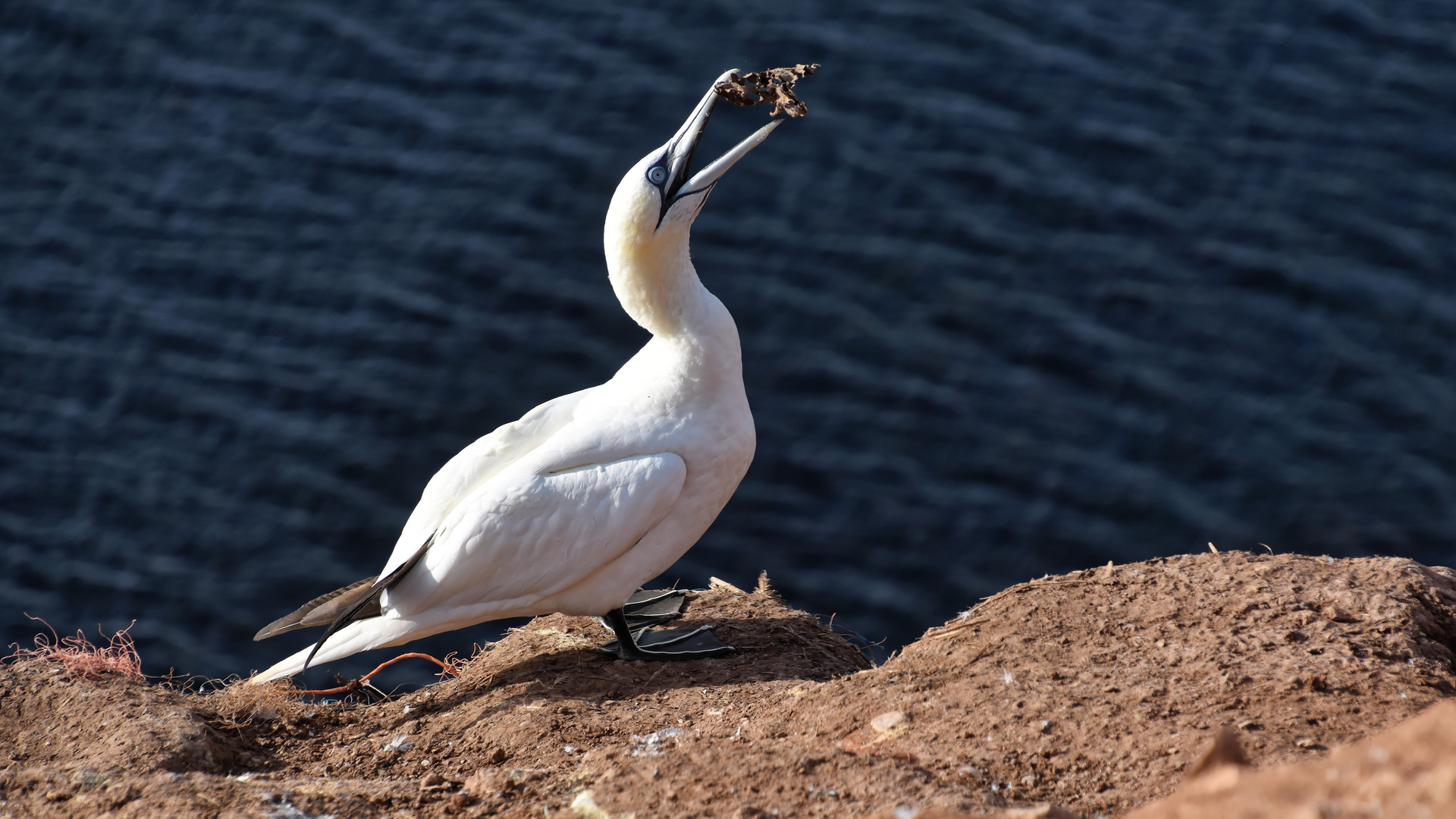 Basstölpel auf Helgoland