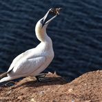 Basstölpel auf Helgoland