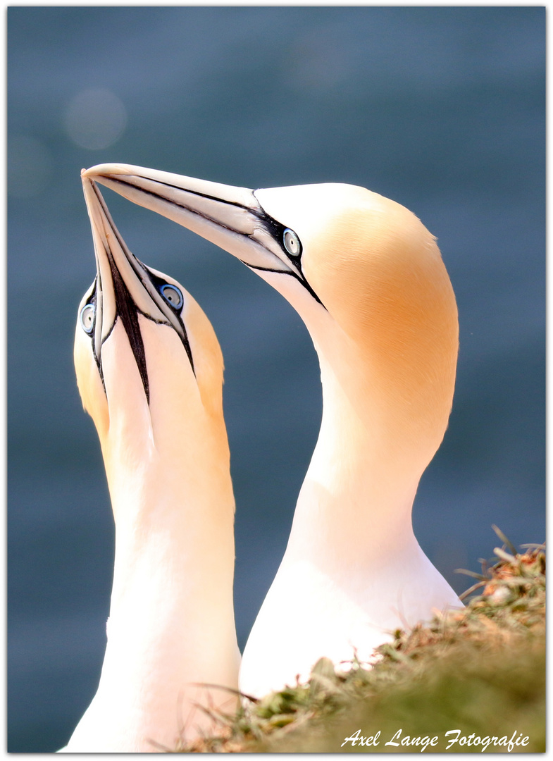 Basstölpel auf Helgoland