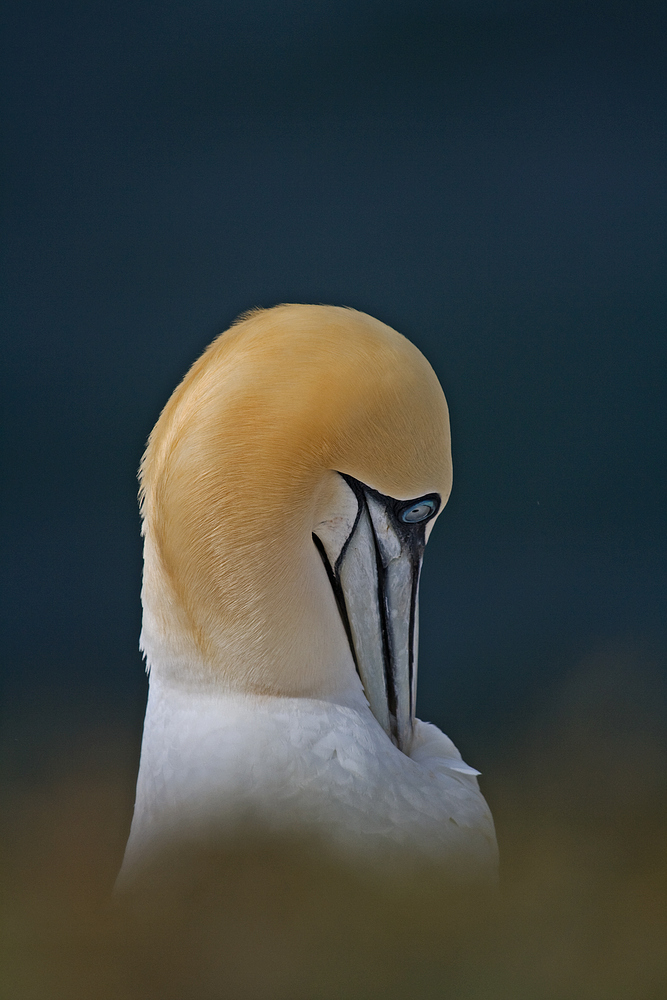 Basstölpel auf Helgoland