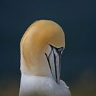 Basstölpel auf Helgoland