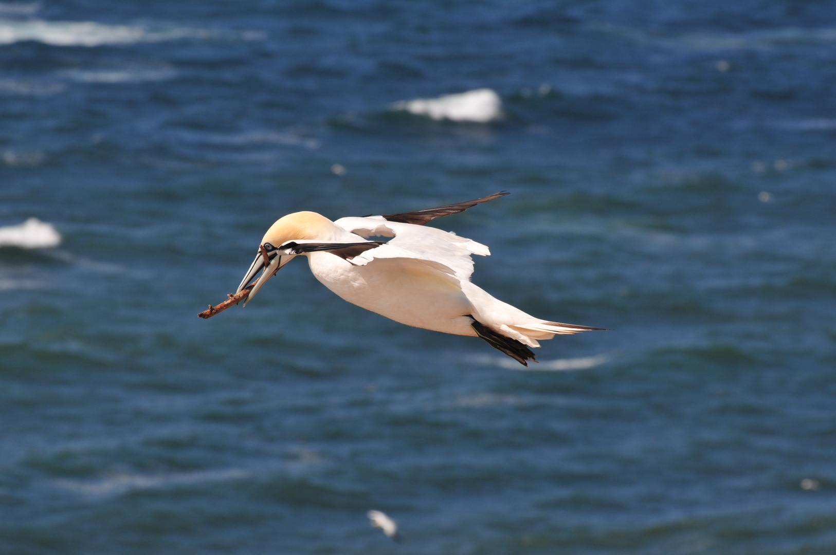 Basstölpel auf Helgoland 7