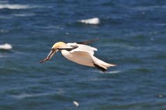 Basstölpel auf Helgoland 7