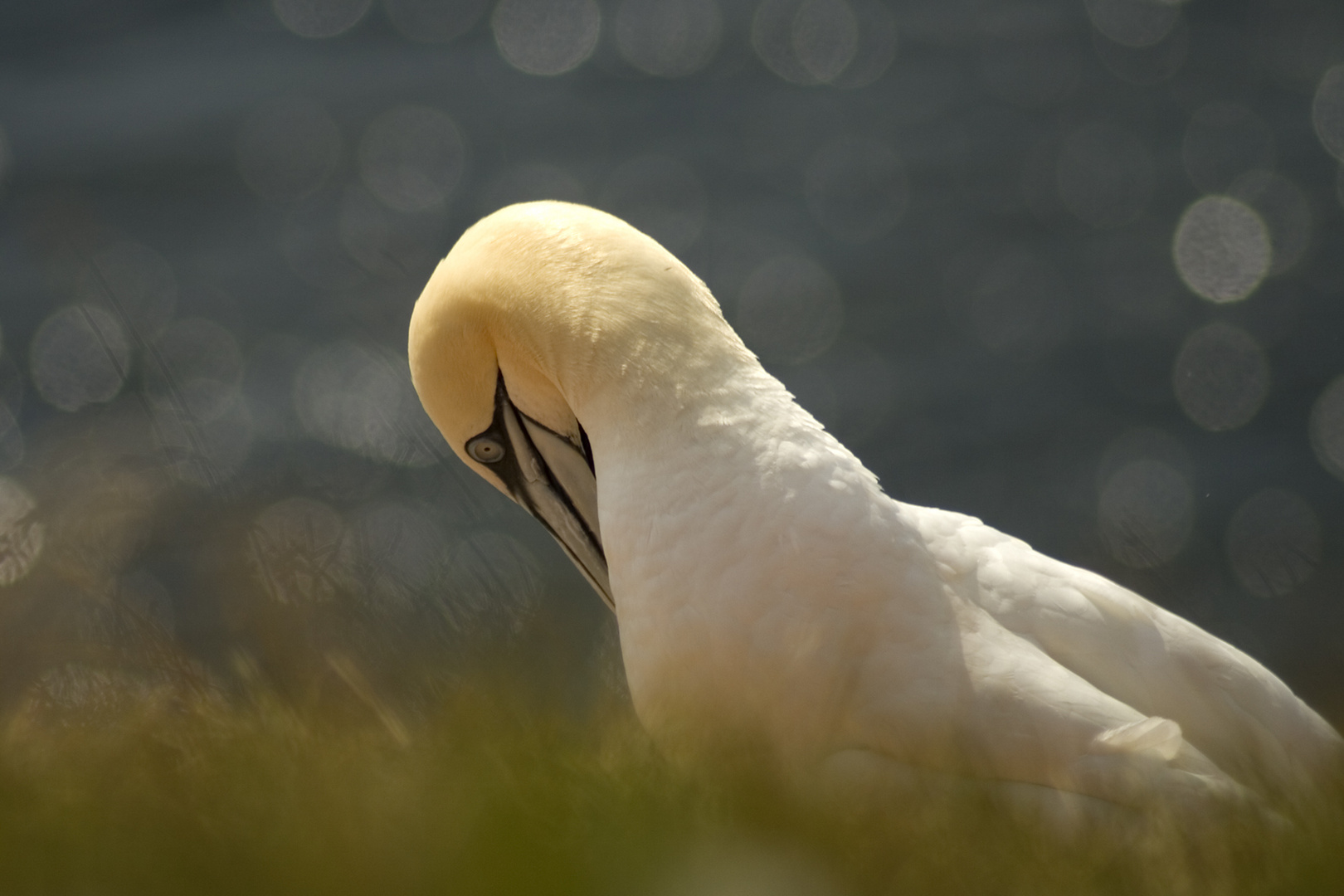 Basstölpel auf Helgoland