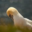 Basstölpel auf Helgoland