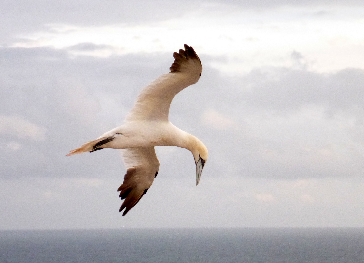 Basstölpel auf Helgoland