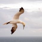 Basstölpel auf Helgoland