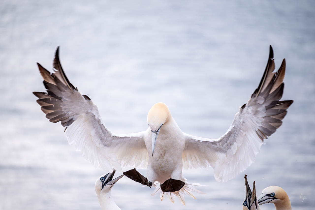 Basstölpel auf Helgoland