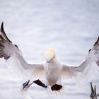 Basstölpel auf Helgoland