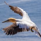 Basstölpel auf Helgoland