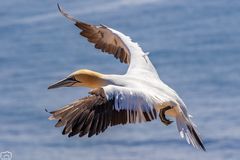 Basstölpel auf Helgoland