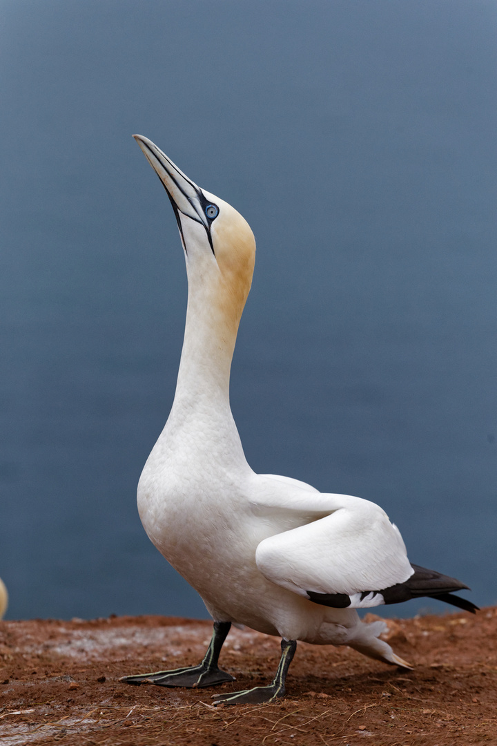 Basstölpel auf Helgoland