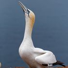 Basstölpel auf Helgoland