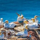 Basstölpel auf Helgoland