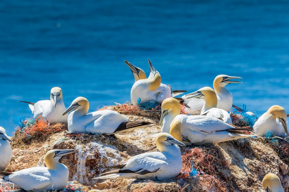 Basstölpel auf Helgoland