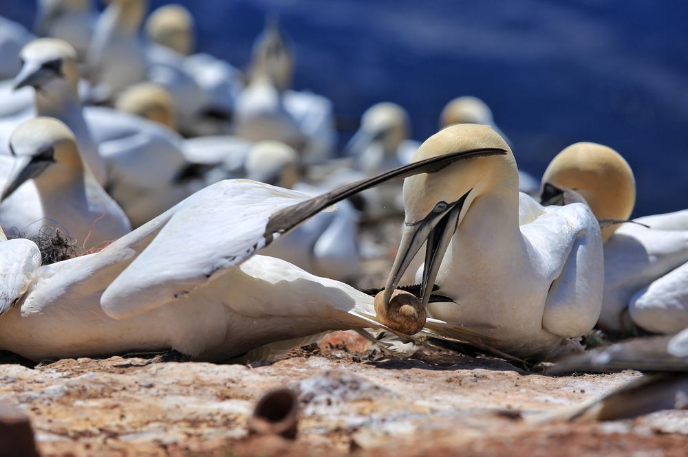 Basstölpel auf Helgoland_