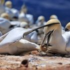 Basstölpel auf Helgoland_