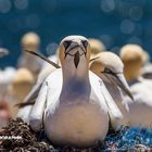 Basstölpel auf Helgoland