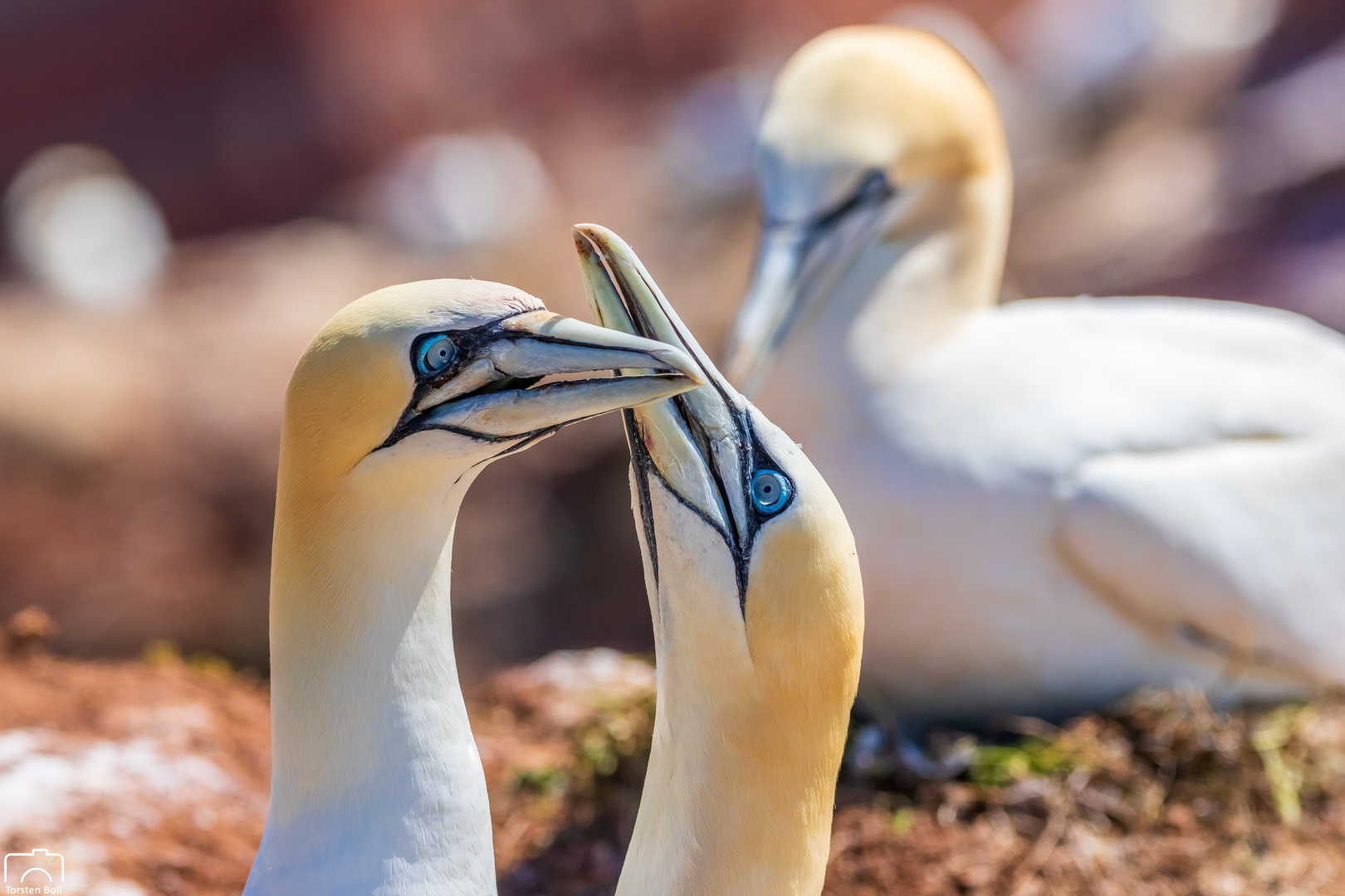 Basstölpel auf Helgoland