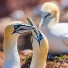 Basstölpel auf Helgoland