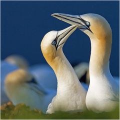 Basstölpel auf Helgoland