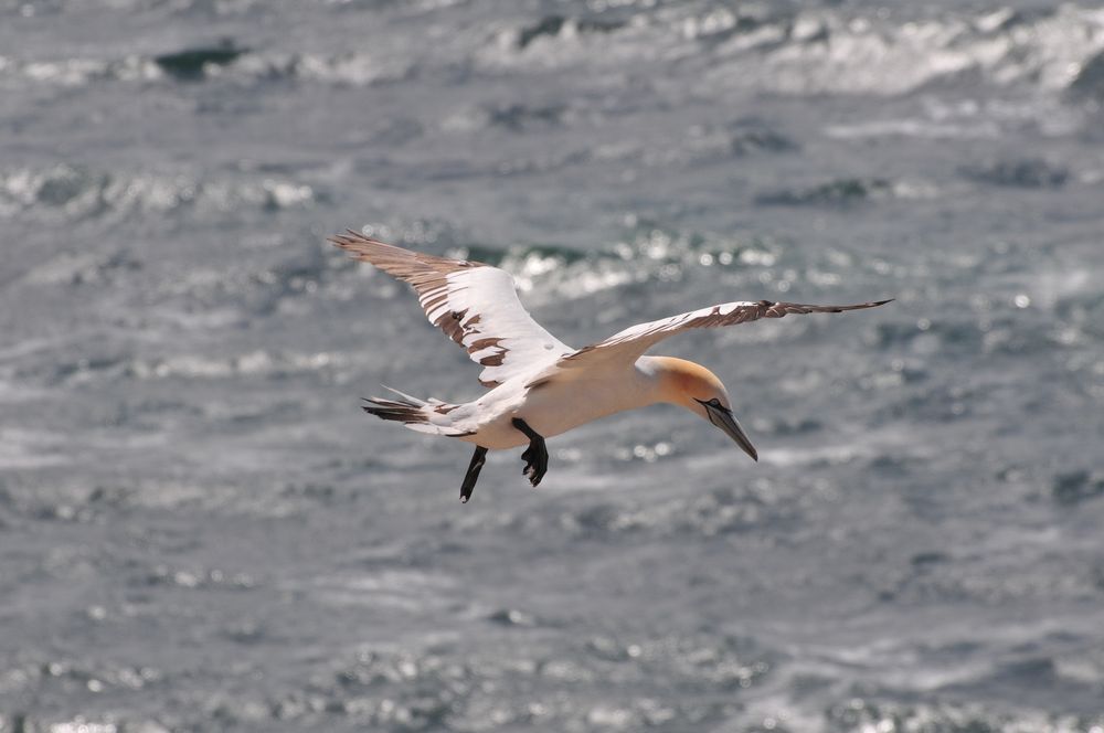 Basstölpel auf Helgoland 8