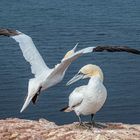 Basstölpel auf Helgoland