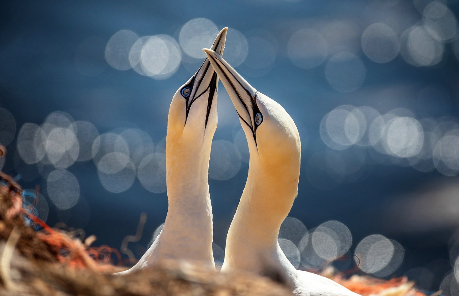 Basstölpel auf Helgoland