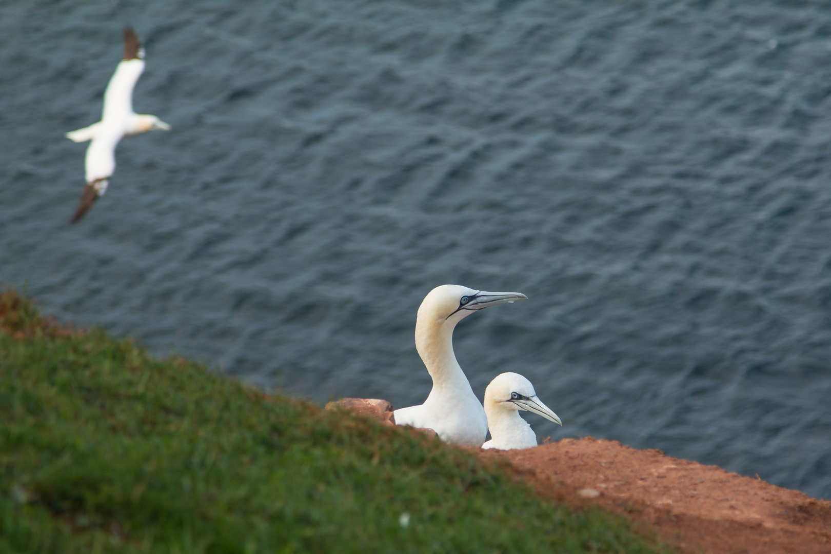 Basstölpel auf Helgoland