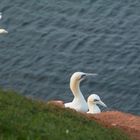 Basstölpel auf Helgoland