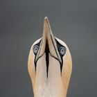 Basstölpel auf Helgoland